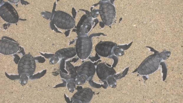 Bali - Minischildpadden op het strand
