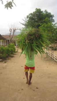 Bali - Wat gras wegbrengen