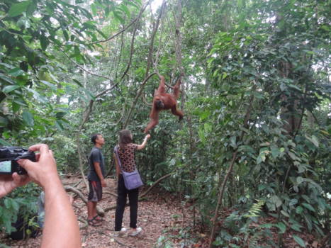 Gunung Leuser National Park - Orang utan komt een banaan halen