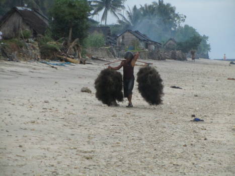 Nusa Penida - Zeewierteelt