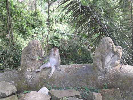 Monkey Forest