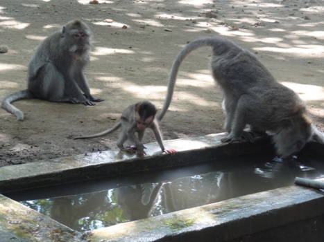 Monkey Forest
