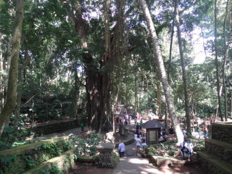 Monkey Forest