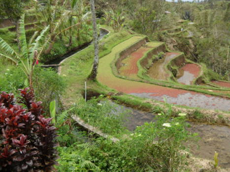 Bali - terras rijstvelden