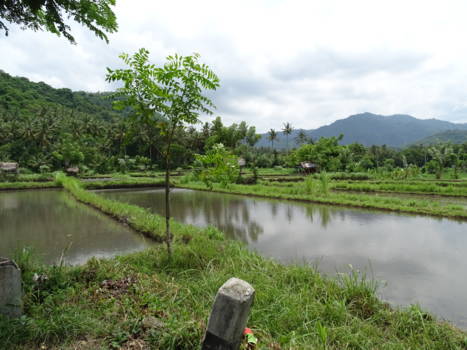 Bali - nog een paar rijstvelden in de buurt van Water Palace