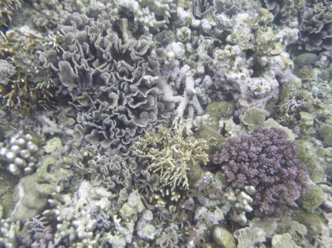 Gili-eilanden - Secret garden