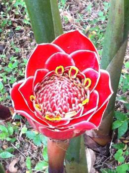 Gili-eilanden - Jahe Bali