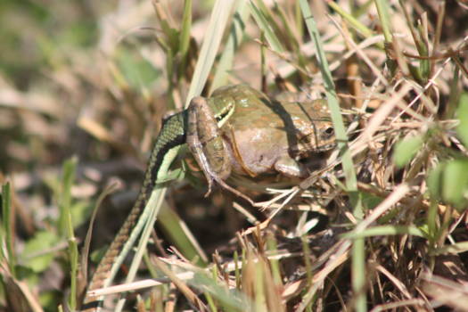 Bali - Slang eet kikker