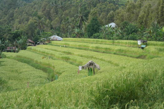 Bali - rijstvelden Munduk Bali