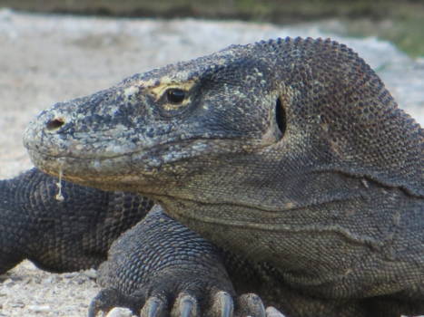 Komodo National Park - Komodovaraan
