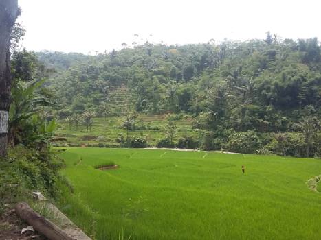 Java - West Java tussen Garut en Tasikmalaya