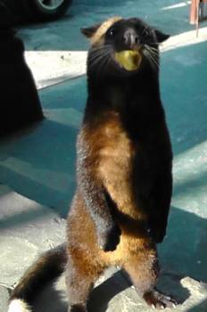 Yogyakarta - Civet, nodig voor kopi luwak