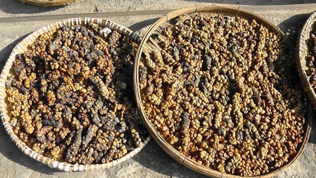 Yogyakarta - Kopi luwak bonen, civet uitwerpselen