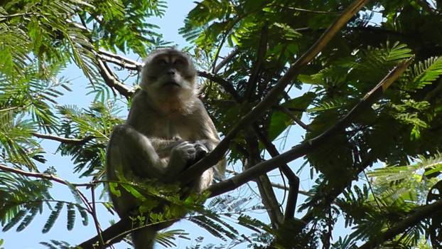 Yogyakarta - Aapje op vulkaanhelling