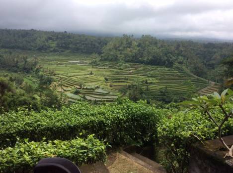 Bali - Rijstterassen