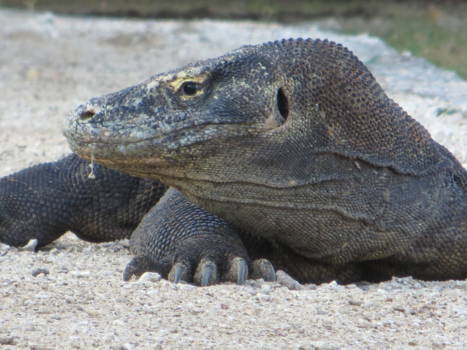 Kleine Soenda-eilanden - Komodo varaan