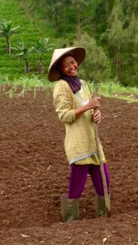 Java - Vrouwtje in het veld aan werken... 35+ graden maar ze blijft lachen!