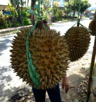 Java - Durian, bah! Wat stinkt dat!!