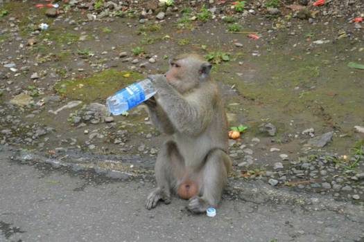 Java - Kleine dondersteen heeft mijn waterfles gepikt 