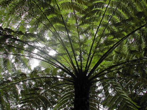Sanur - Botanical garden ,Bedugul, Bali