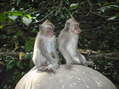 Bali - Monkey Forest Ubud