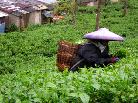 Java - Theeplukster bij Bogor