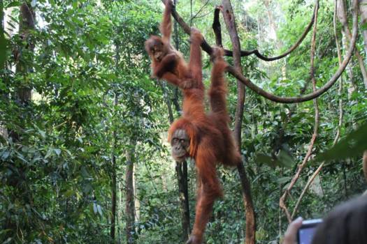 Sumatra - Bukit Lawang