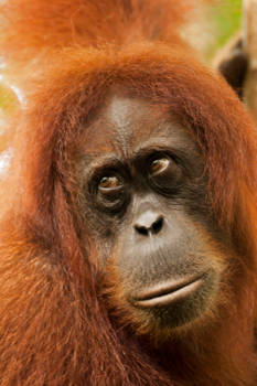 Sumatra - Bukit Lawang