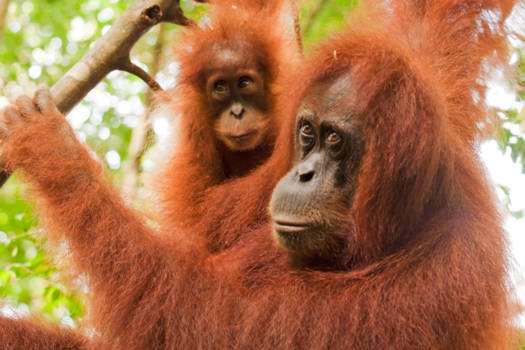 Sumatra - Gunung Leuser NP