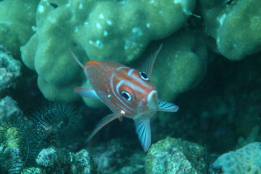 Sumatra - Mooie duikspots bij Pulau Weh