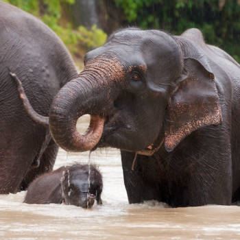 Sumatra - Olifanten bij Tangkahan