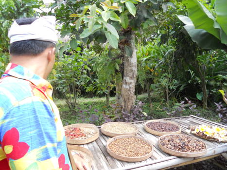 Bali - Koffie geronken die gemaakt is van Koffiebonen die door dieren worden uit ge poept.