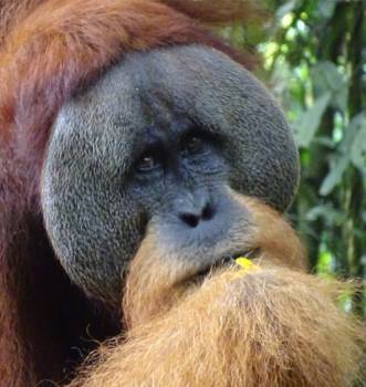 Gunung Leuser National Park - Big male orangutan