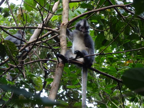Gunung Leuser National Park - Tomas monkey