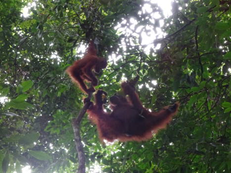 Gunung Leuser National Park - Mom & baby
