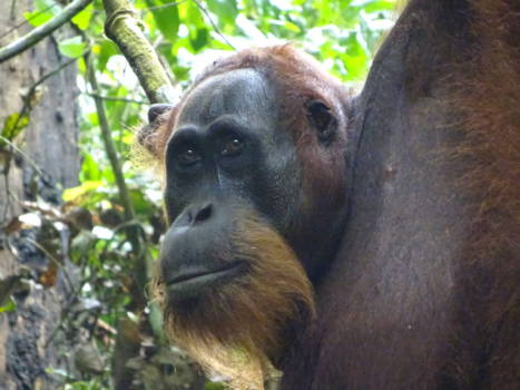 Gunung Leuser National Park - Young male