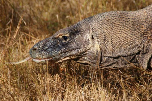 Komodo National Park - Hunting Komodo by camera