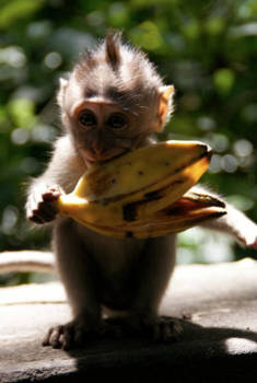 Monkey Forest - What a cutie!