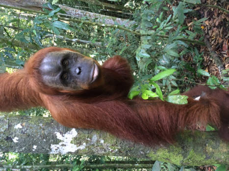 Sumatra - Welcome to the jungle