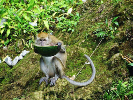 Sumatra - Watermelon monkey