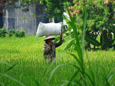 Yogyakarta - Rice Rice baby