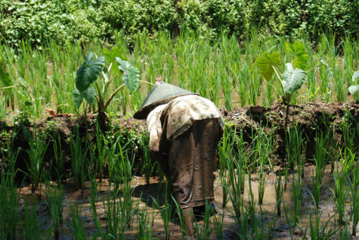 Java - hard labeur op gezegende leeftijd