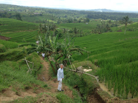 Bali - Rijstvelden Bali