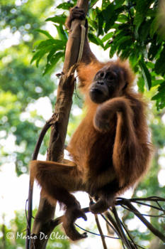 Indonesie - Bukit Lawang Indonesie