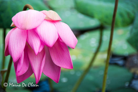 Bali - Prachtige tuinen