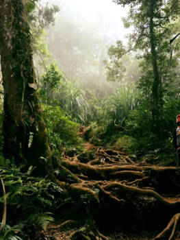 Indonesie - Op dit moment géén aanrader, maar via deze 'trap' bereik je de Rinjani vulkaan.
