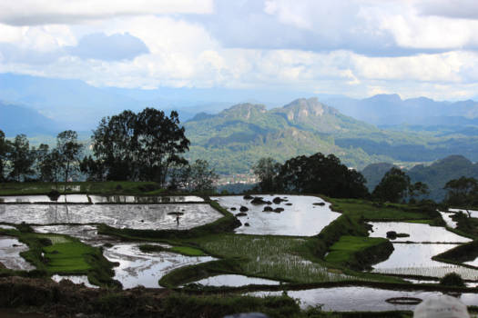 Sulawesi - Rijstvelden hoog in de bergen van Sulawesie