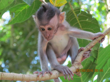 Bali - Beauty and the..............