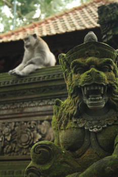 Bali - Aapjes kijken