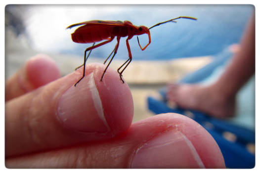 Bali - Making new friends on vacation...